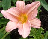 Blossome time